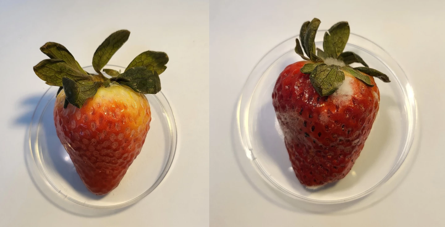 A comparison of a strawberry treated in a new CBD-based coating (left) and an untreated strawberry after 15 days in the fridge shows the difference in spoilage