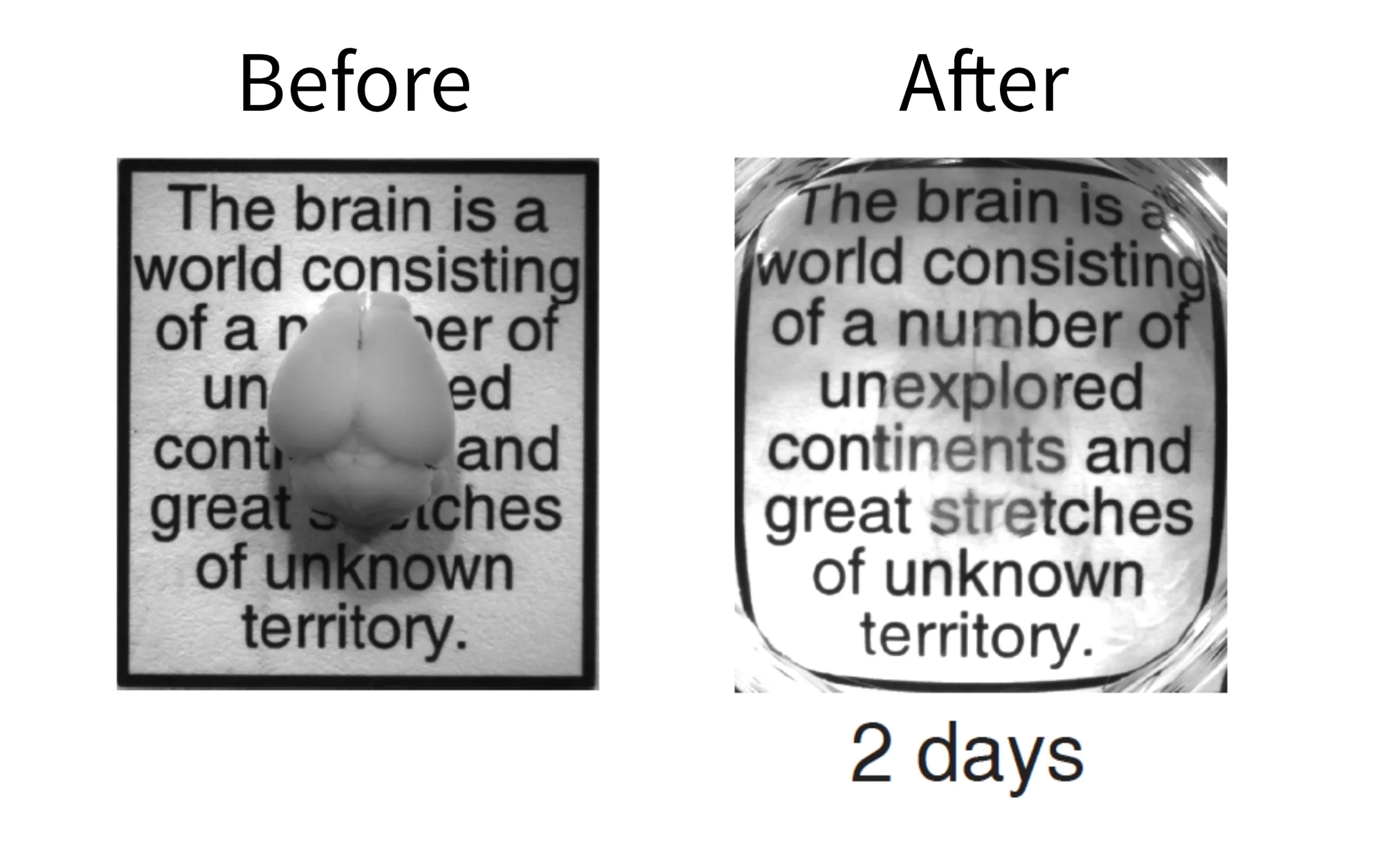 Now you see it, now you don't – an intact adult mouse brain before and after the two-day CLARITY process (Photo: Deisseroth lab)