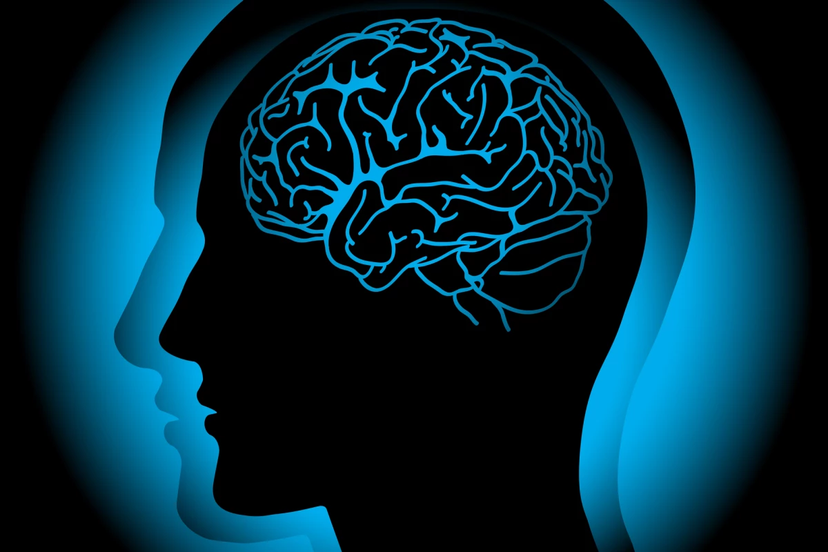 Profile of human head with visible brain. Vector