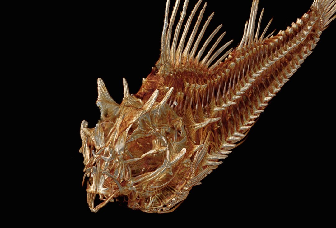 The scans are very high resolution, allowing scientists and students studying the specimens a detailed look at the skeletons features and morphology