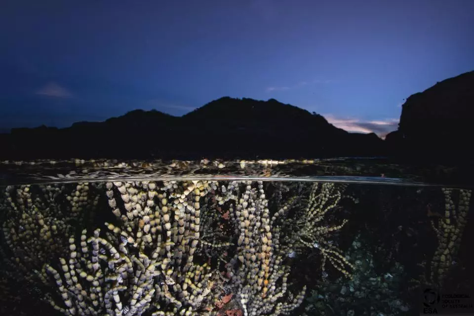 Alex Pike was short-listed in Plants and Fungi for this shot of a rock pool replete with Neptune's necklace