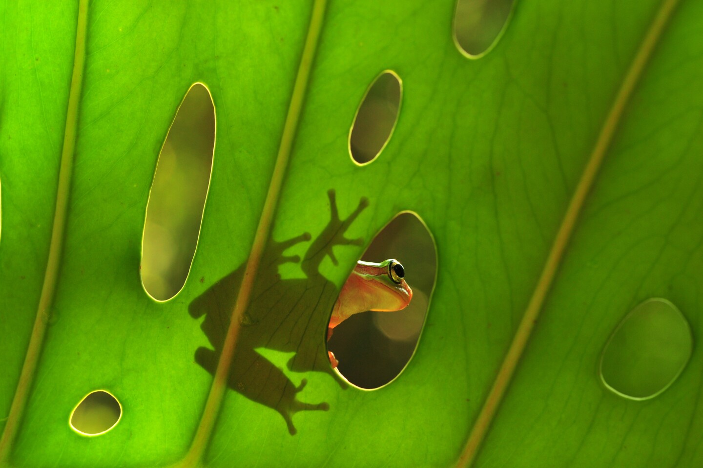 Highly Commended. Peep through the Window. Dabie Mountains, Hubei Province, China. A South China tree toad (Annam tree frog) at rest on the foliage of plants in the forest