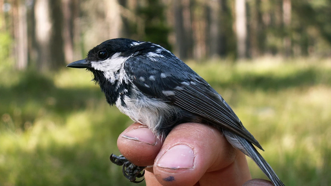 One of the coal tits that was part of the study