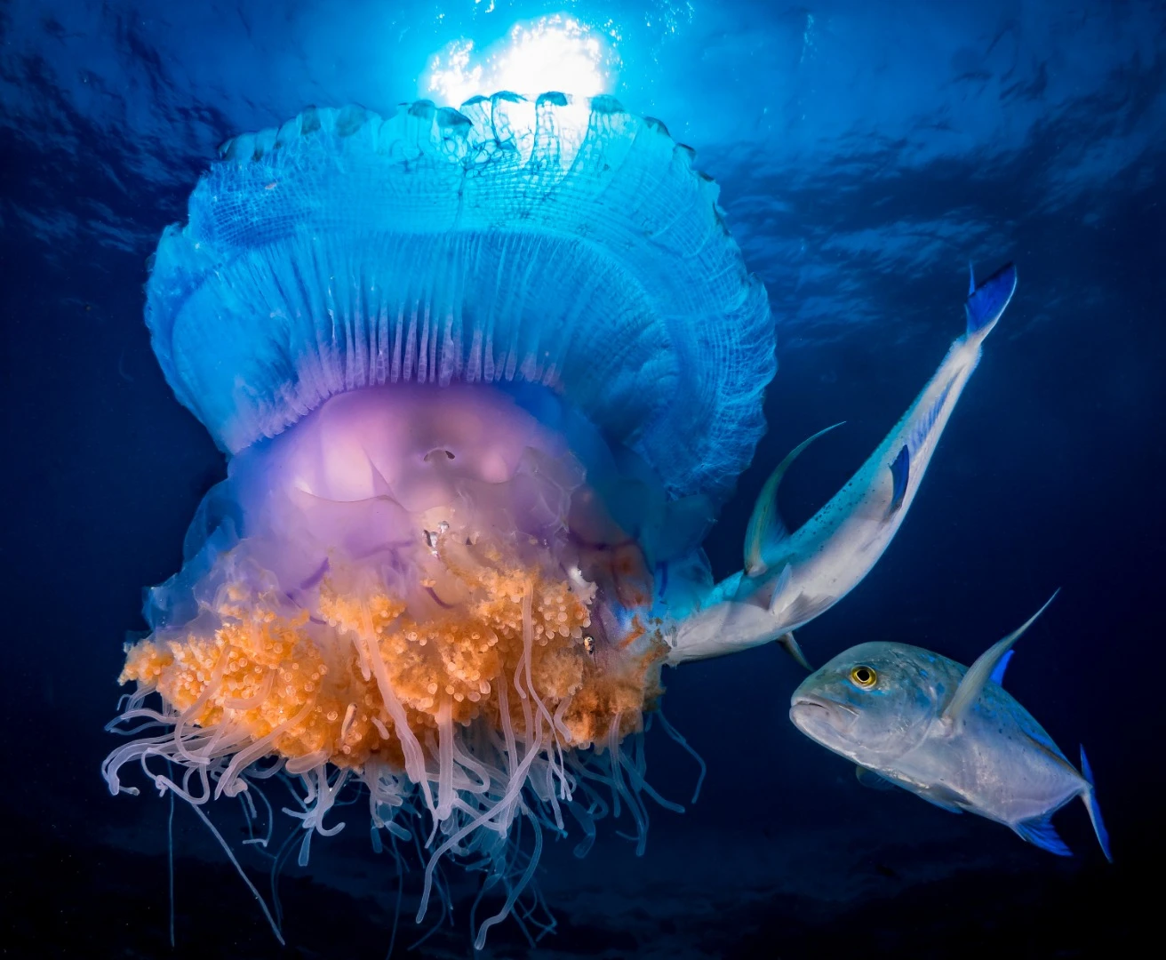 Honorable mention in the Mirrorless Behavior category. A crown jellyfish under attack with a giant Kingfish waiting in the wings