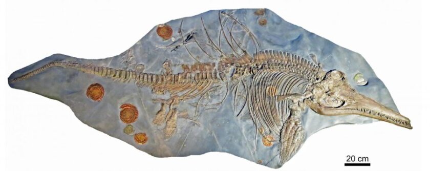 The Ichthyosaurus fossil is the largest example of its species, but the tail doesn't belong to the rest of the skeleton
