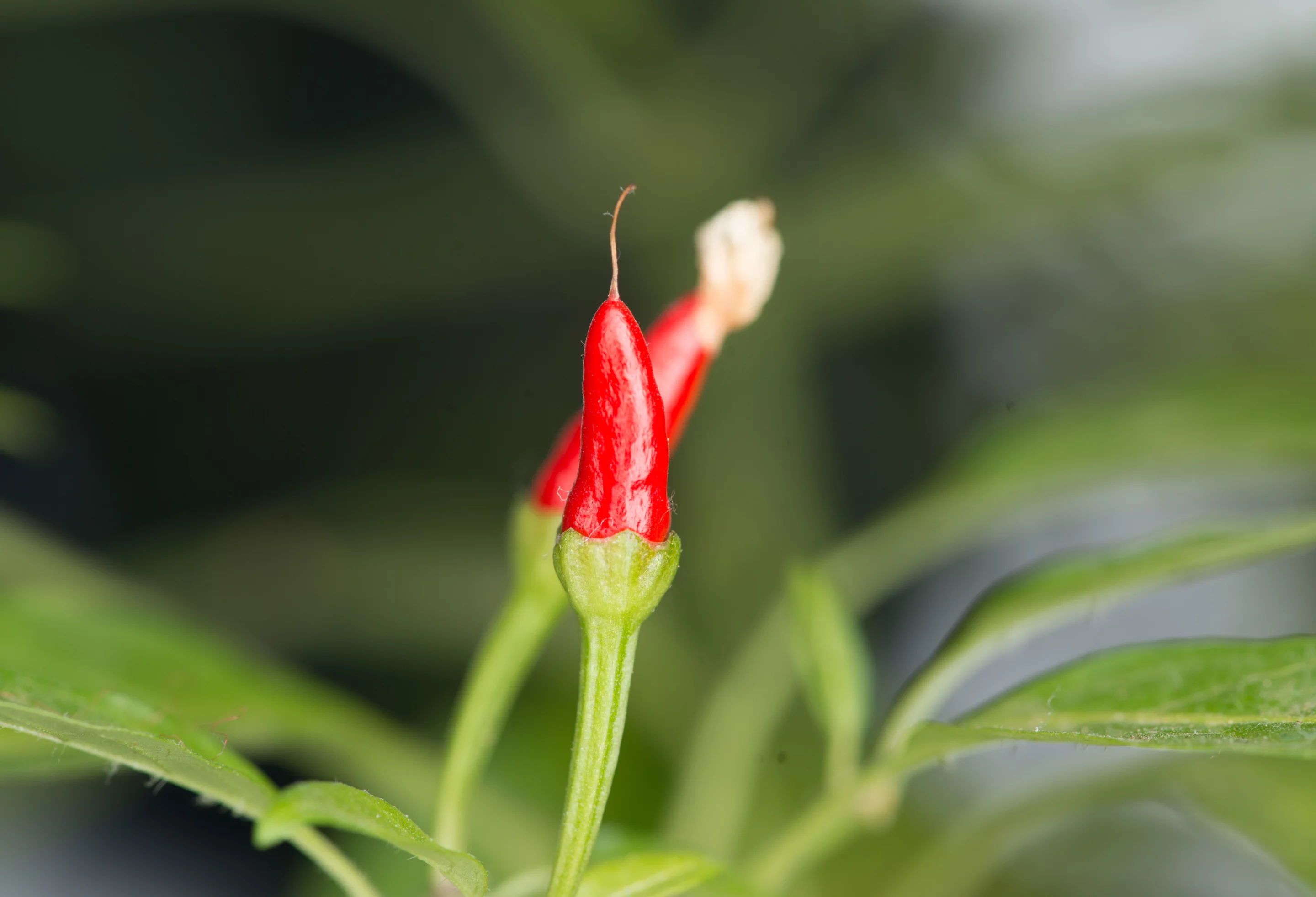The RoundFlash Ring can also be used to provide an even light for macro shots (Photo: Simon Crisp/Gizmag.com)