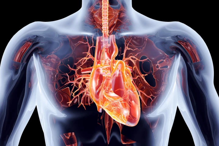 A protein called cardiotrophin 1 (CT1) has been shown to improve heart health in the same way that exercise normally does