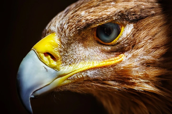 Eagles utilize foveated imaging, just like the tiny new camera