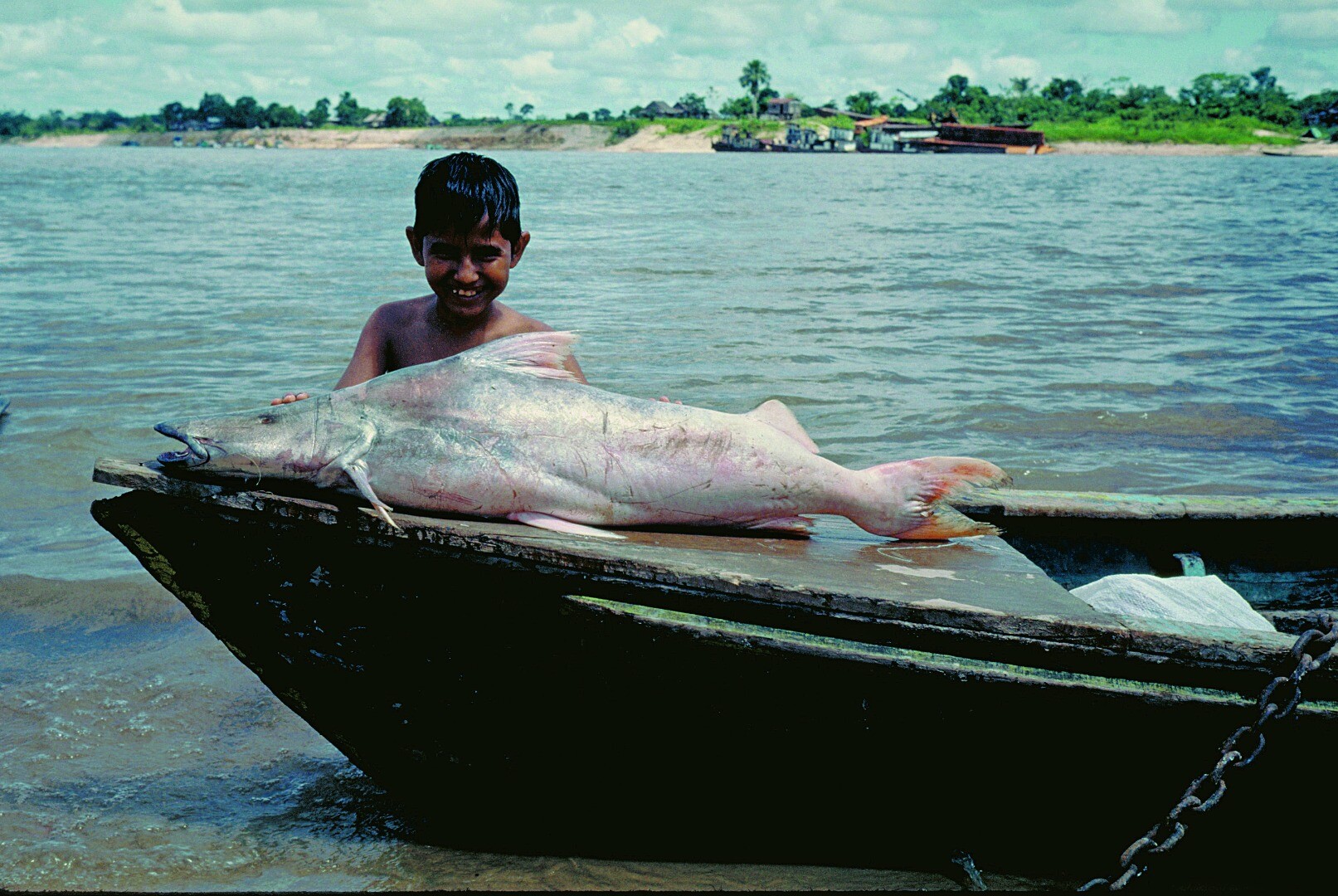 The dorado is a crucial food source for the local community