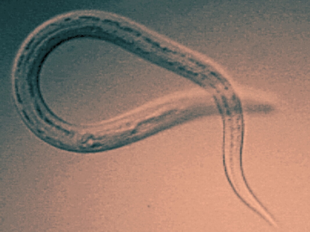 Genetically modified hookworms could protect against deadly pufferfish toxin