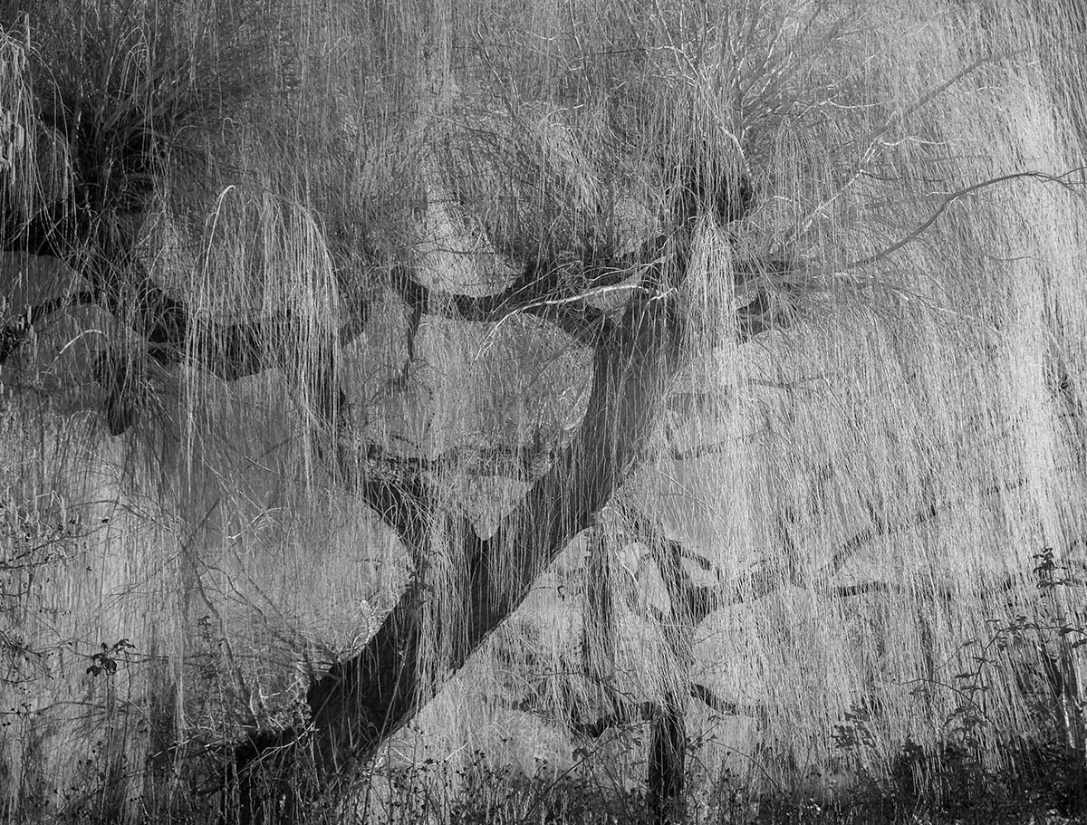 Second Place: Weeping Willow