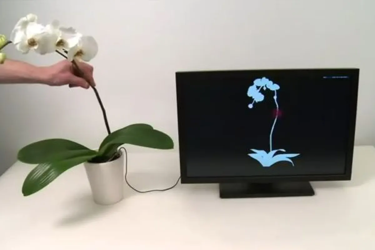 The Botanicus Interactus system allows plants to be used to control electronic devices such as computers