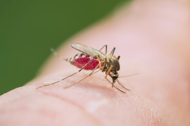 The introduced bacteria will both mask odors produced by bacteria in the skin's microbiome, along with producing repellent odors of their own