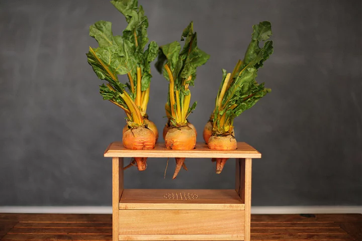 BeetBox as a finished musical instrument, with root vegetables you can touch to play (Photo: Scott Garner)