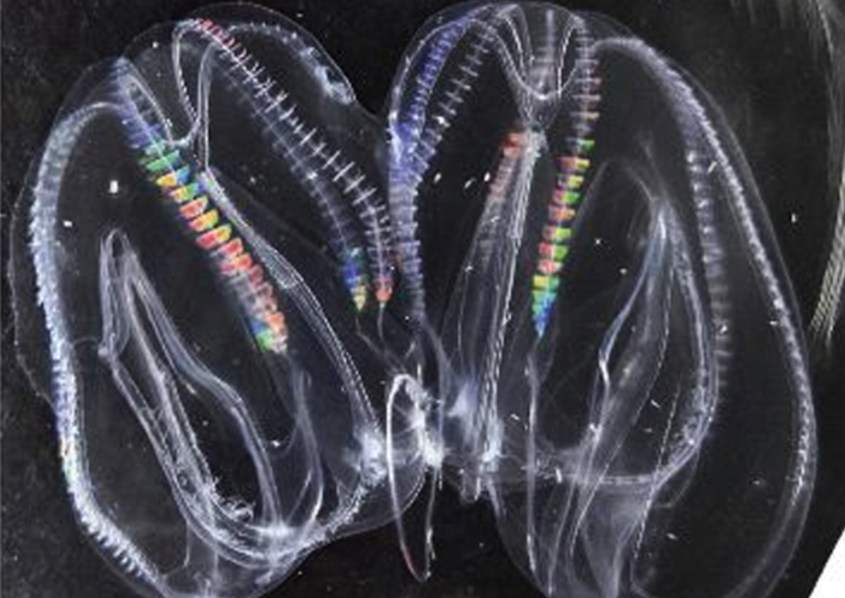 A pair of comb jellies have fused together into one organism, demonstrating a bizarre new ability