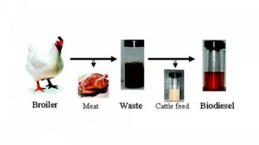 Which came first, the chicken or the biodiesel? Well the chicken obviously (Photo: The American Chemical Society)