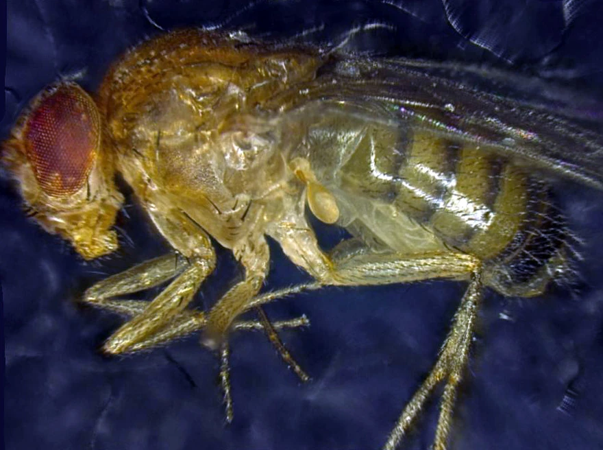 Researchers have increased the lifespan of the common fruit fly by activating a gene repsonsible for eliminating unhealthy cells (Photo: Institute for Cell Biology, University of Bern)