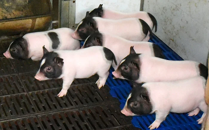 These CRISPR-engineered piglets have 24 percent less body fat than regular pigs