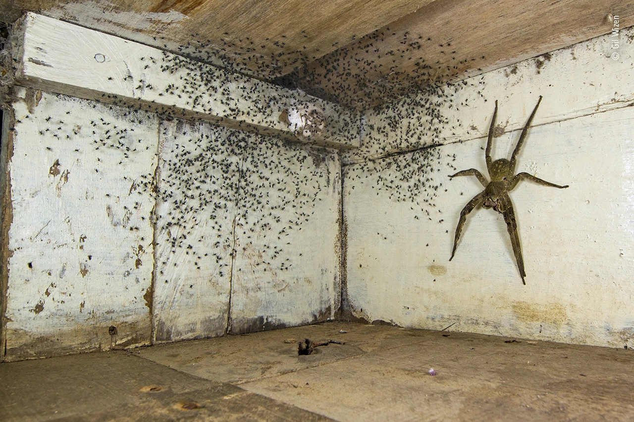 Winner - Urban Wildlife. The Spider Room. Brazilian wandering spider, photographed using forced perspective. Canon EOS 7D; Canon 14mm f2.8L lens; 1/250 sec at f11; ISO 400; Canon Macro Twin-Lite flash; custom made diffuser.