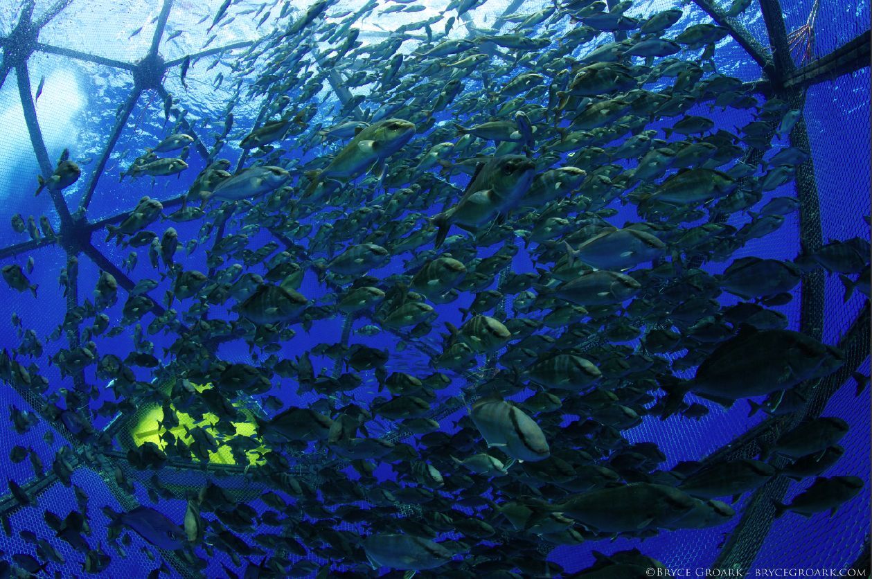 Kampachi fish inside the Aquapod (Photo: Bryce Groark)