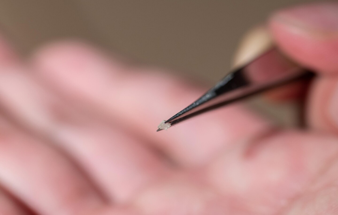 Each of the robots are about the size of the world's smallest ant