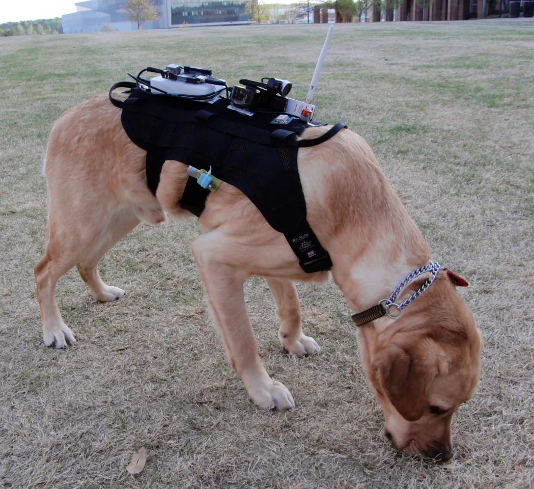 The harness contains sensors that allow for environmental monitoring, dog monitoring and active communication (Photo: Alper Bozkurt)