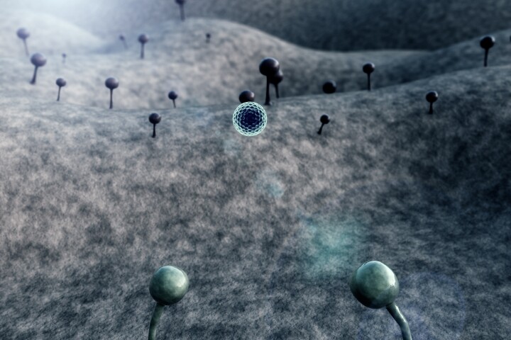 New research has found distinct populations of fungal species living inside tumor cells