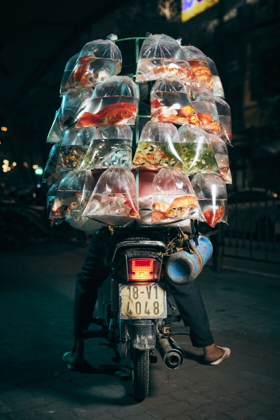 Finalist, Travel. "A Fish Seller Displays His Goods". A man poses with his scooter in Hanoi with a delivery of pet fish