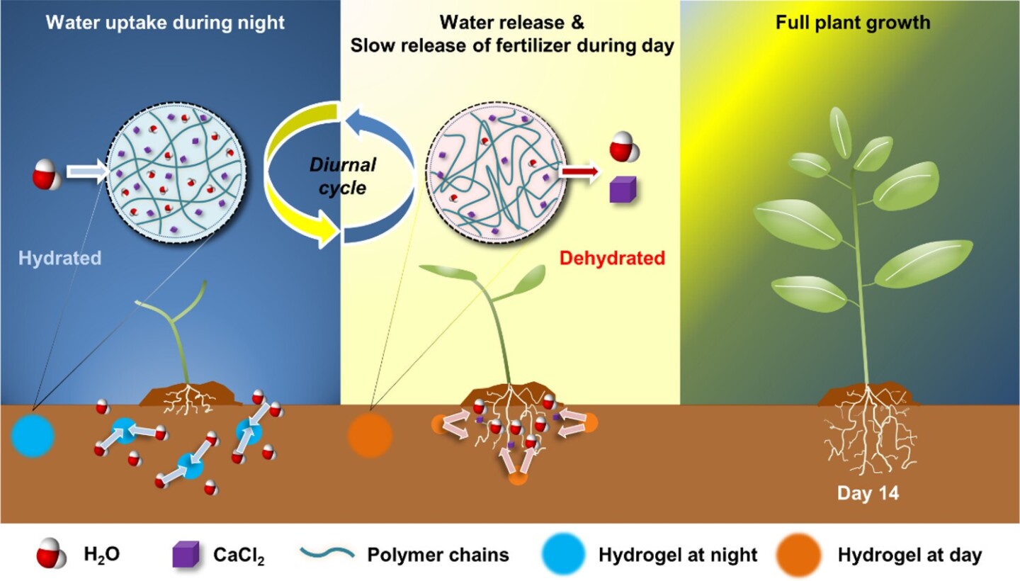 A diagram of how the hydrogel works to improve the growth of crops