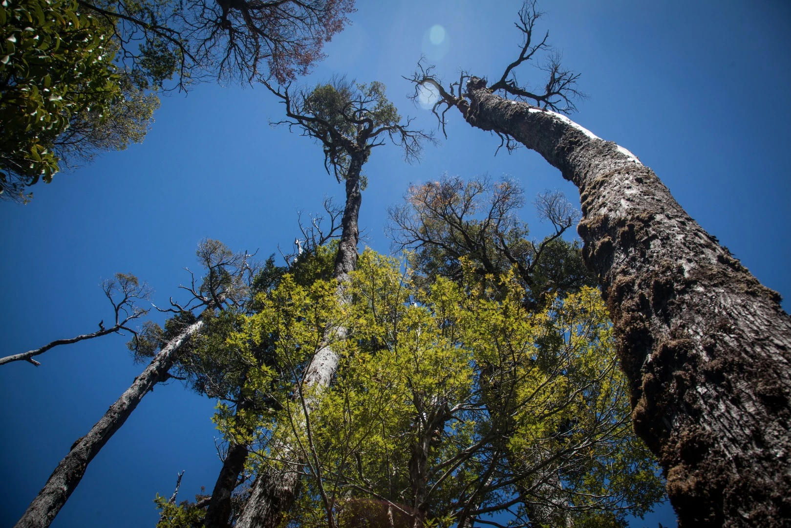 Other species of tree in the forest include the coigüe, ulmo and tineo