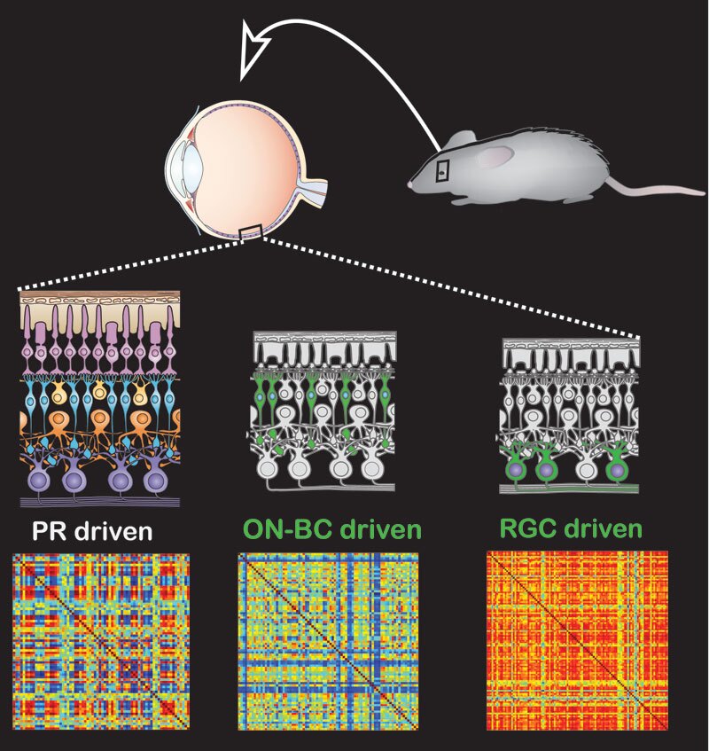 The retina response to light is closer to that of normal mice in blind mice with photoswitches inserted into bipolar cells than in those with photoswitches inserted into the retinal ganglion cells (image: UC Berkeley)