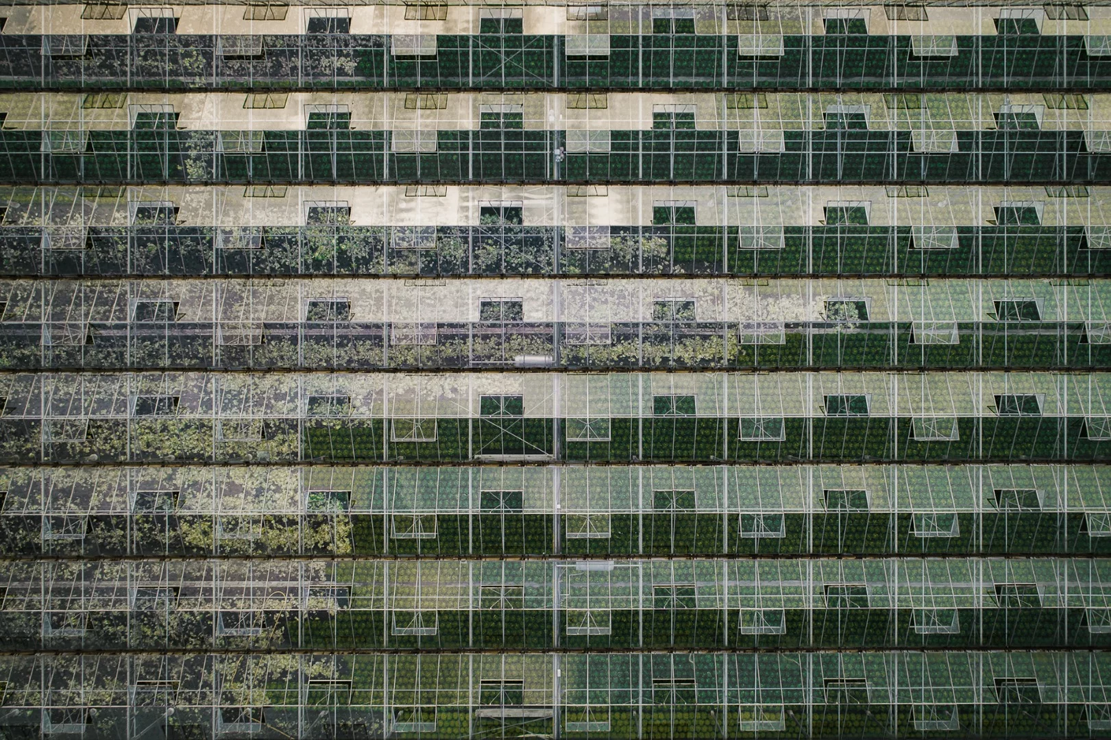 The Cultivation Series: Dedicated to the art of gardening, this series is an examination into the ways humans corral nature