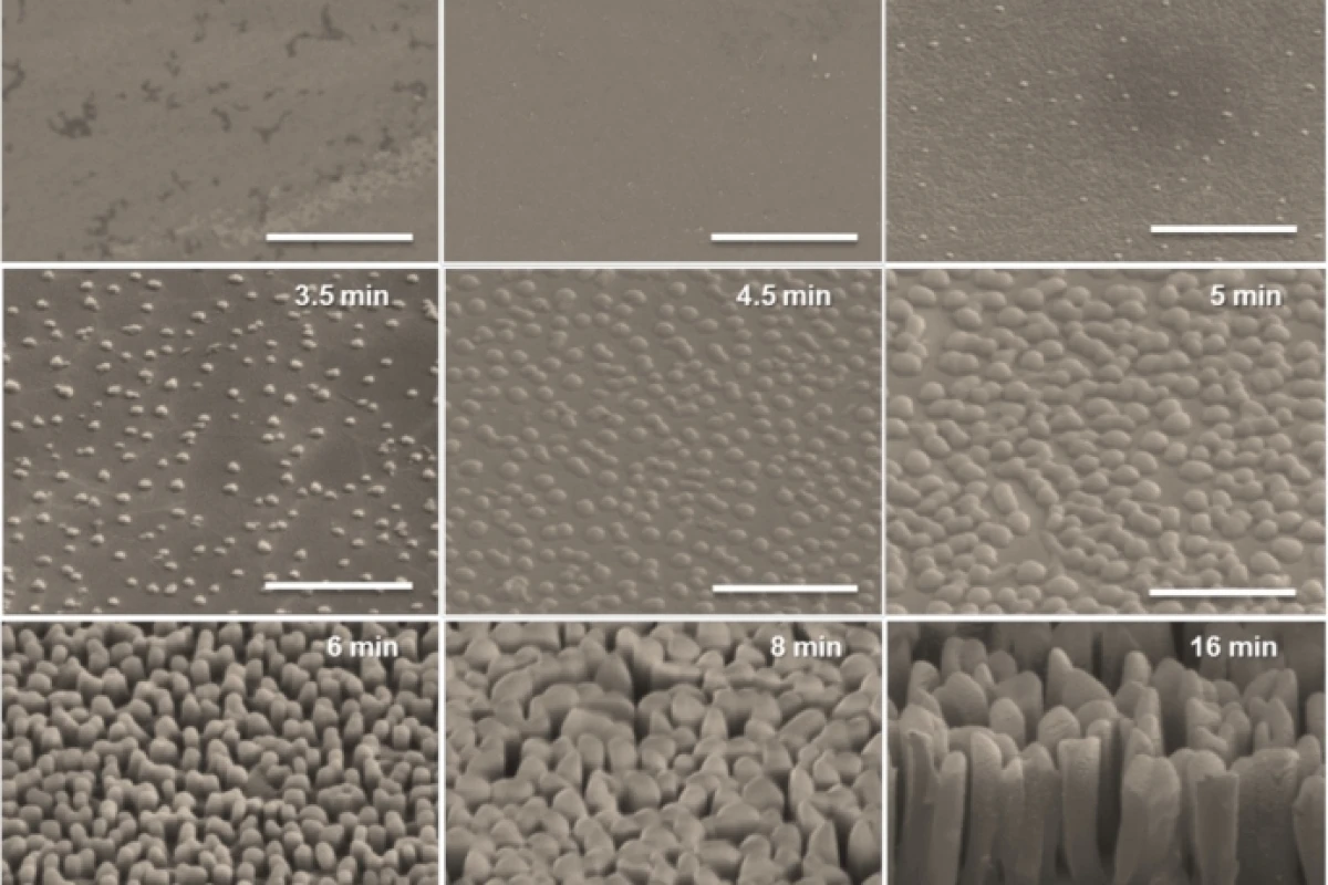 An array of nanoscale pillars ("nanograss") structure could make organic solar cells more efficient by capturing light (Image: UMass Amherst)