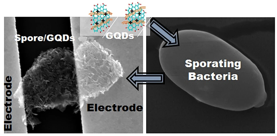 Researchers have created a nanoscale biomicrorobot (or "cytobot") that responds electrically to changes in its environment (Image: UIC)
