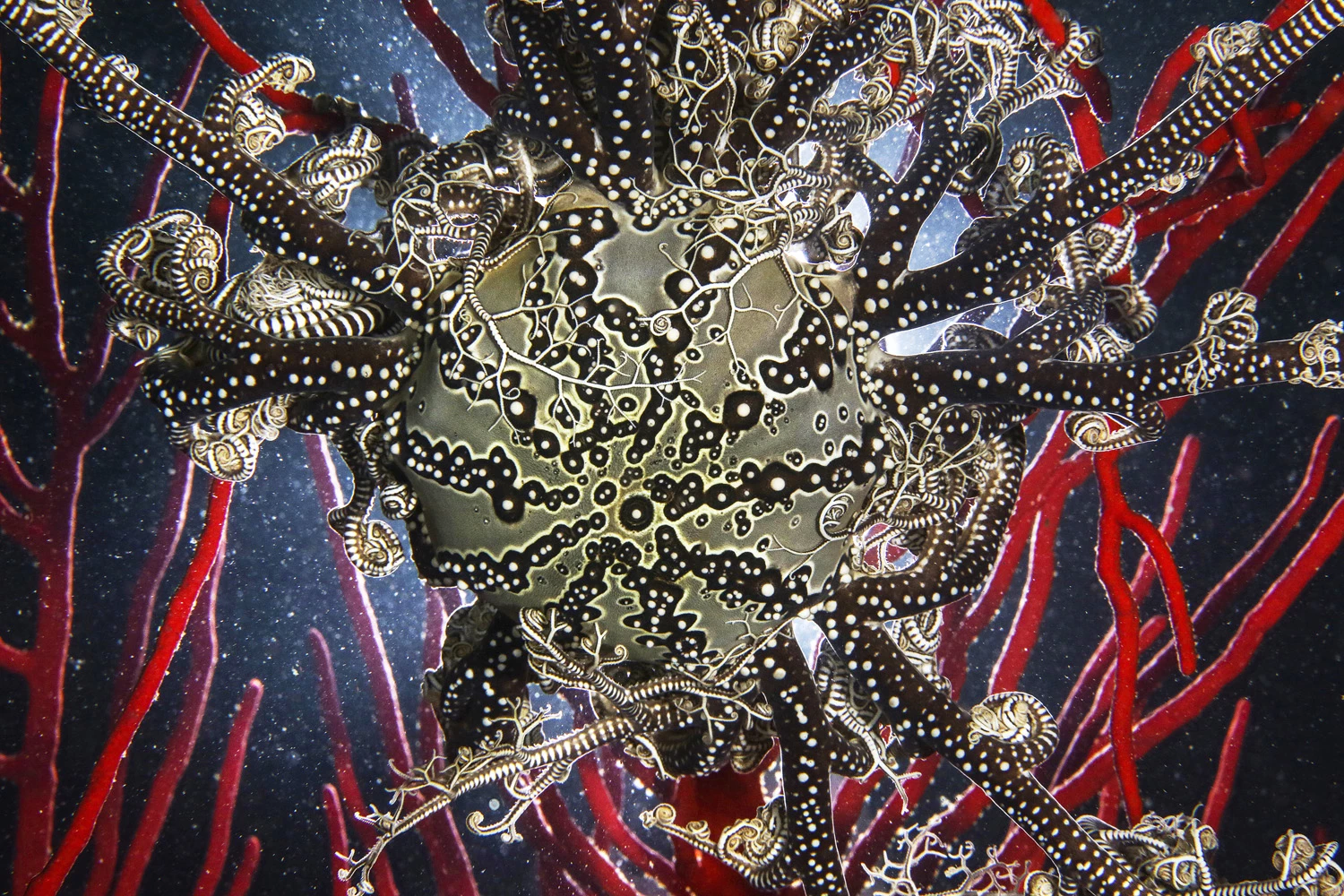 NATURE, SEALIFE, WILDLIFE PORTFOLIOSINGLE IMAGES Special Mention: David Alpert, UKPartridge Point, False Bay, Cape Town, South AfricaA basket star, Astrocladus Euryale, on a gorgonian fan. We were diving alongside a small seal colony in False Bay, Cape Town, looking for basket stays, very conscious that that seals are a food source for the significant local Great White population. Needless to say the ‘eyes at the back of my head’ were running on full power. Basket stars are found deeper thanCanon 5D Mark III, 100mm macro lens, f22, 1/160 sec, ISO 1800