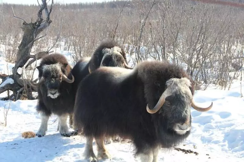 Musk oxen in Pleistocene Park