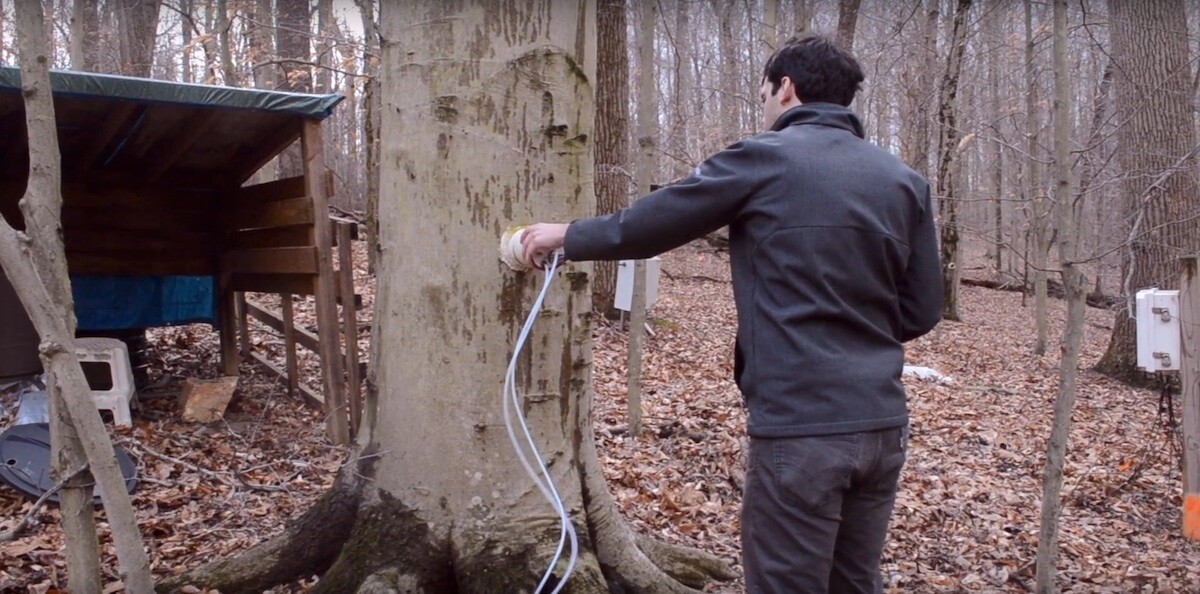 Daniel Warner tests tree trunks for their methane emissions