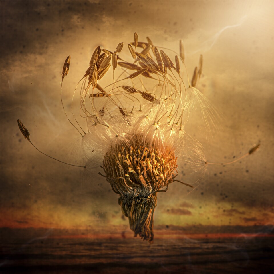 Finalist. Flying Wishes. Manchester, England, United Kingdom. A dandelion seed head in natural sunlight.