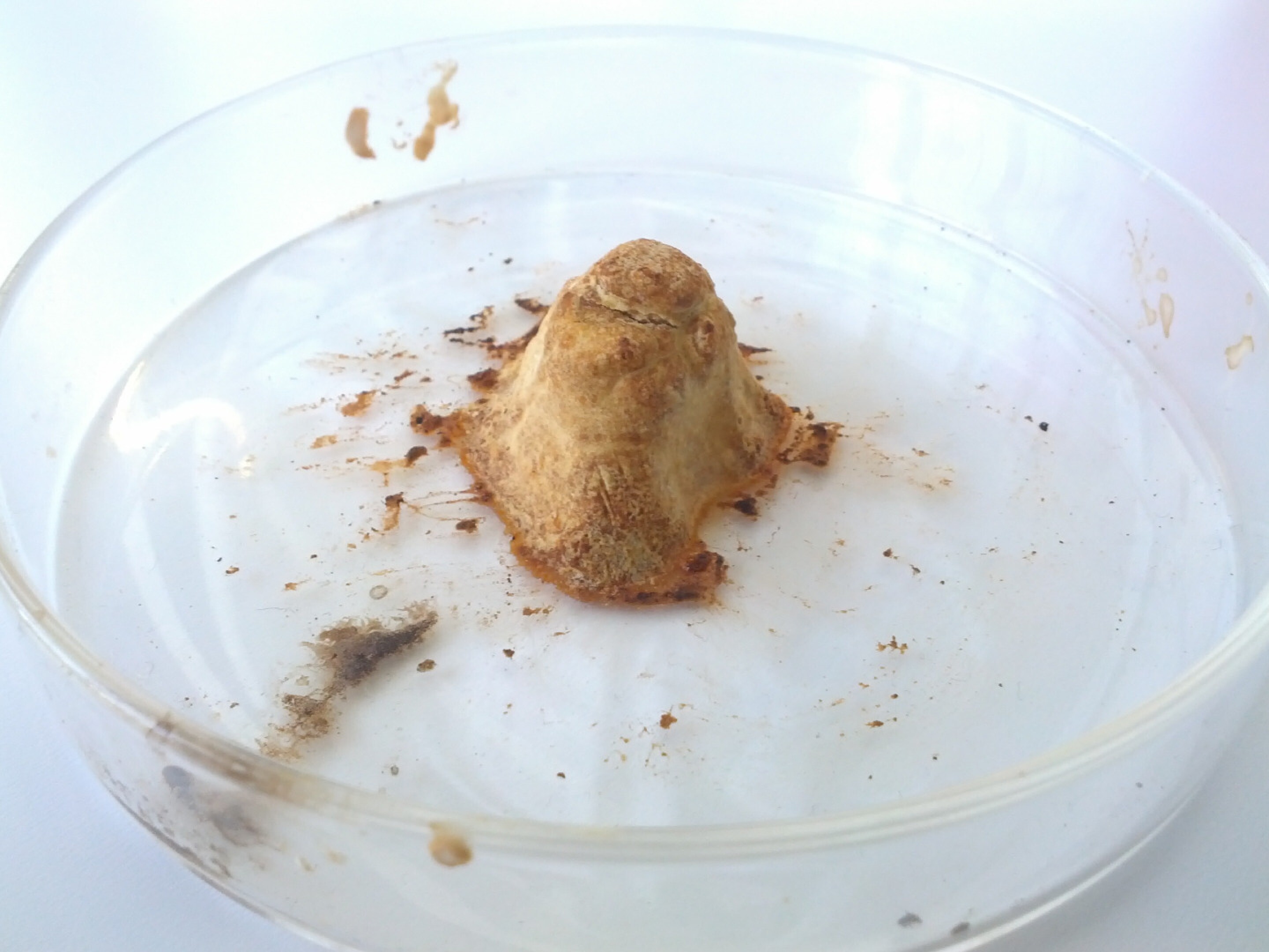 Synthetic rhinoceros horn could help save real rhinos