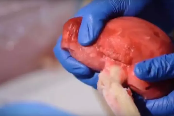 The model organs are designed to look, feel, and bleed like the real thing