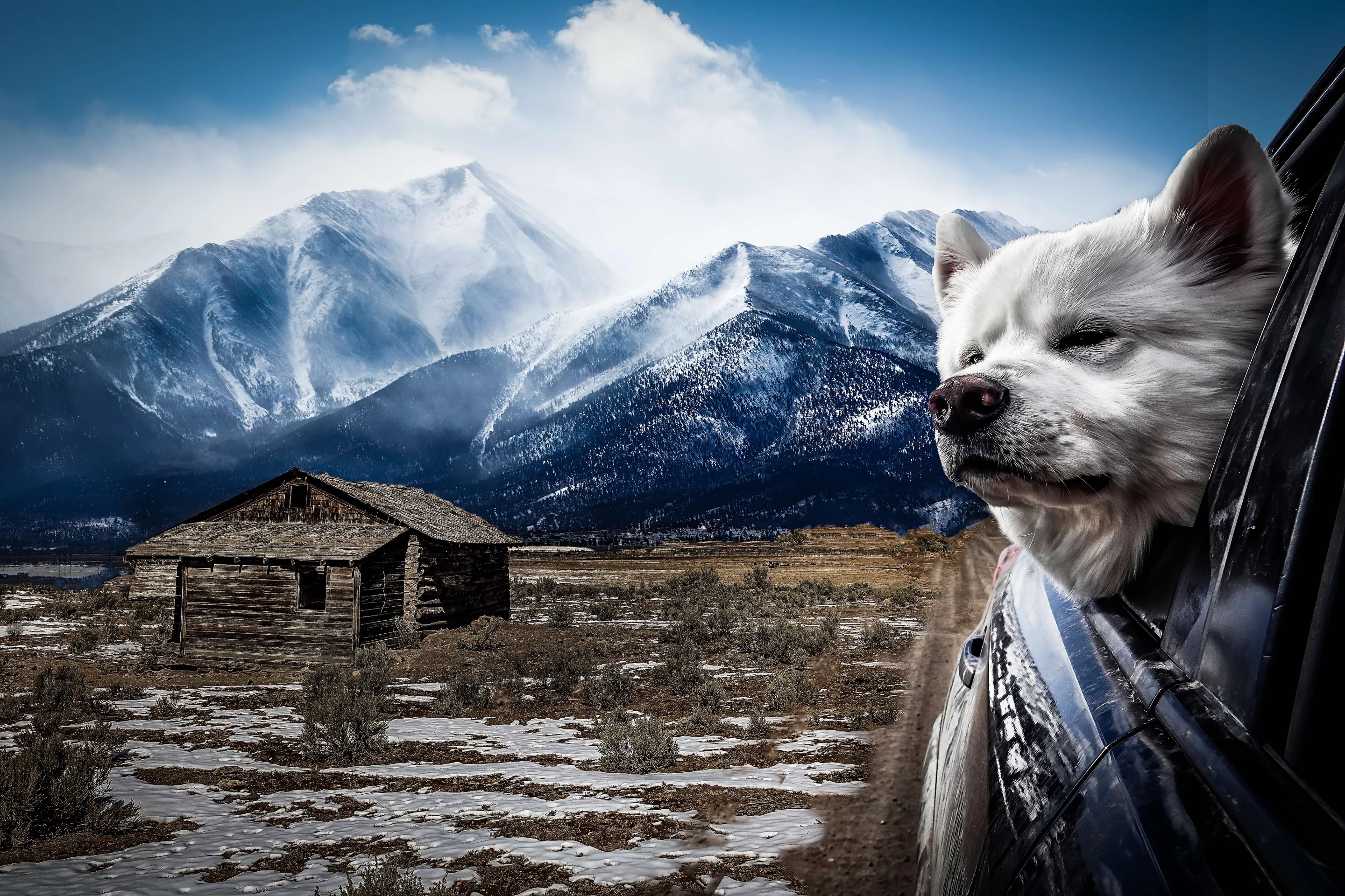 3rd Place / Nature/Animals / Pets. 'Carl at the Schoolhouse'