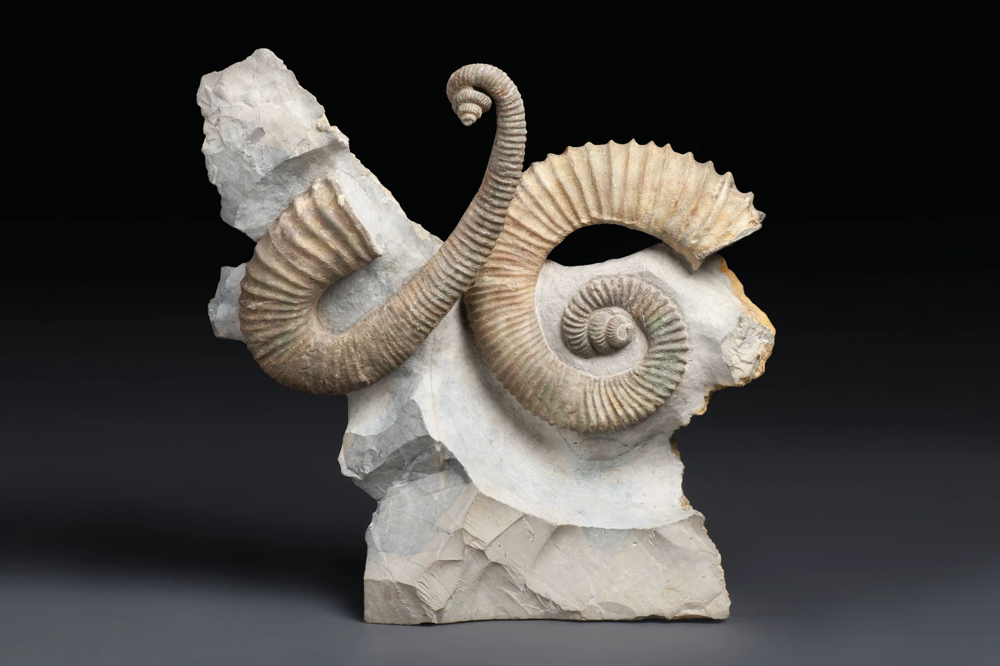 This 21 x 20 x 7 inch (54 x 51 x 18 cm) natural sculpture is from the Barremian Early Cretaceous (129.4 to 125.0 million years ago) period and contains two uncoiled Heteromorph Ammonites (Heteroceras emerici) prepped in original positions in matrix, which is cut flat to base.