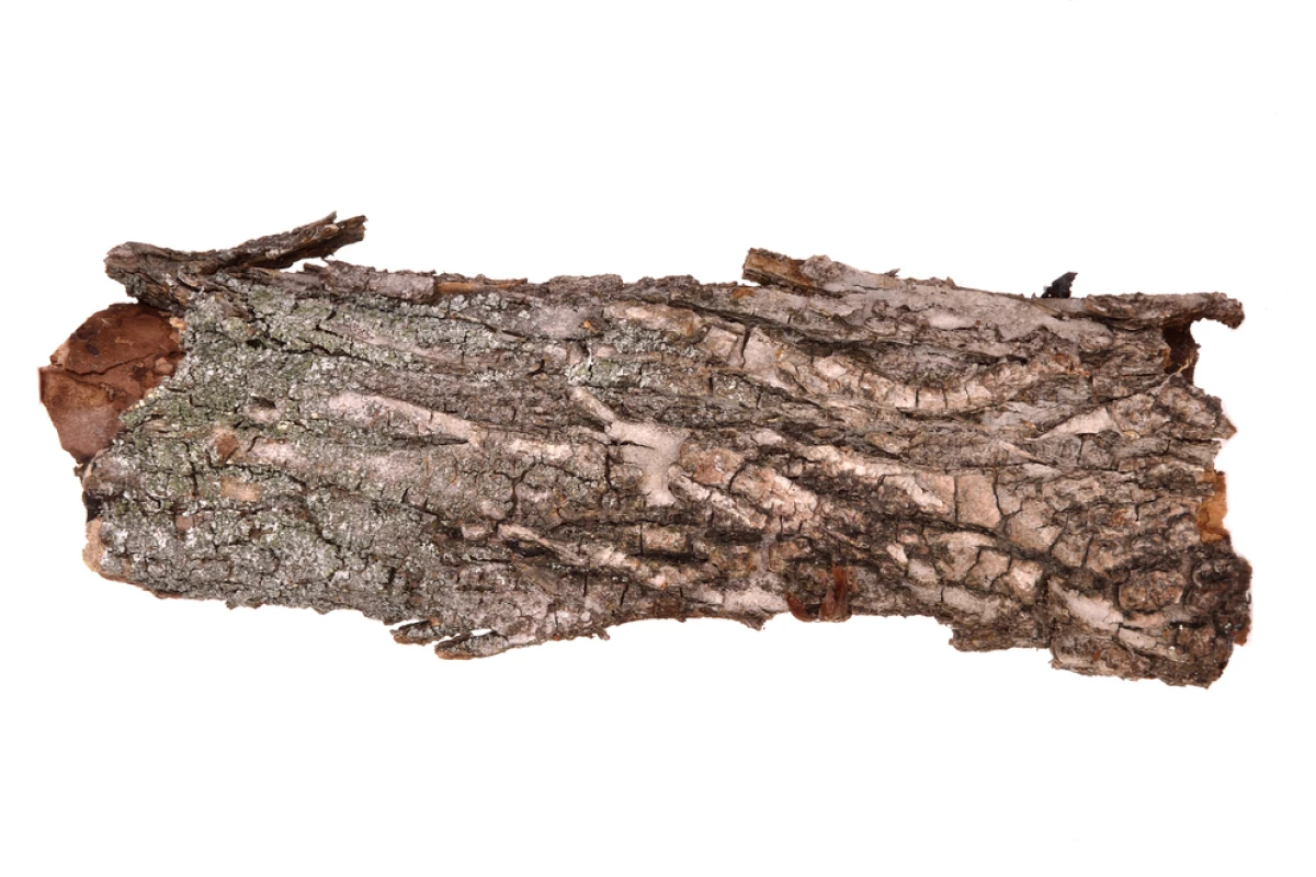 Researchers at the University of Freiburg have developed a technique for making foam from a compound found in tree bark (Photo: Shutterstock)