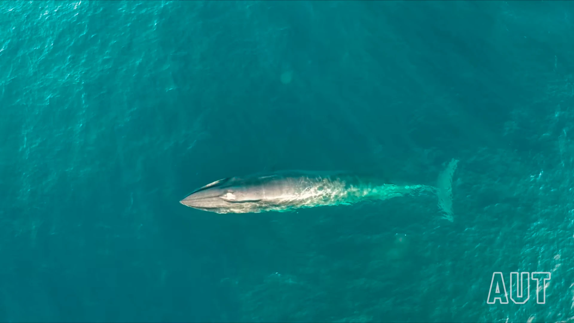 Drones have fast emerged as valuable tools for conservation