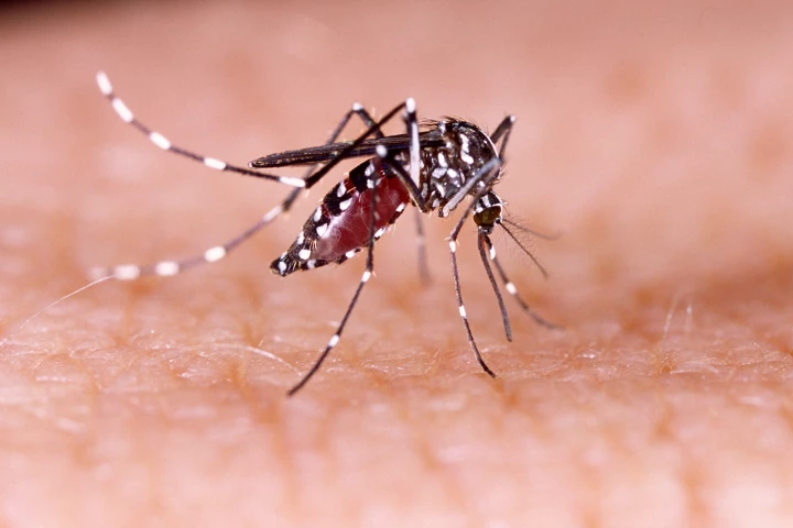 A new vaccine candidate could help protect people against dengue virus
