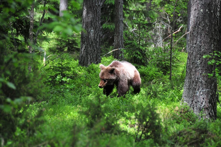 A brown bear walking in the woods