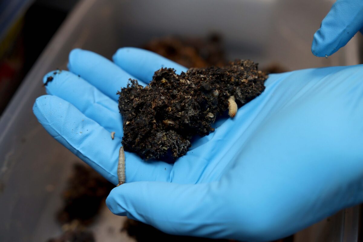 Scientists have found that gut bacteria in waxworms is a key driver of their appetite for plastic