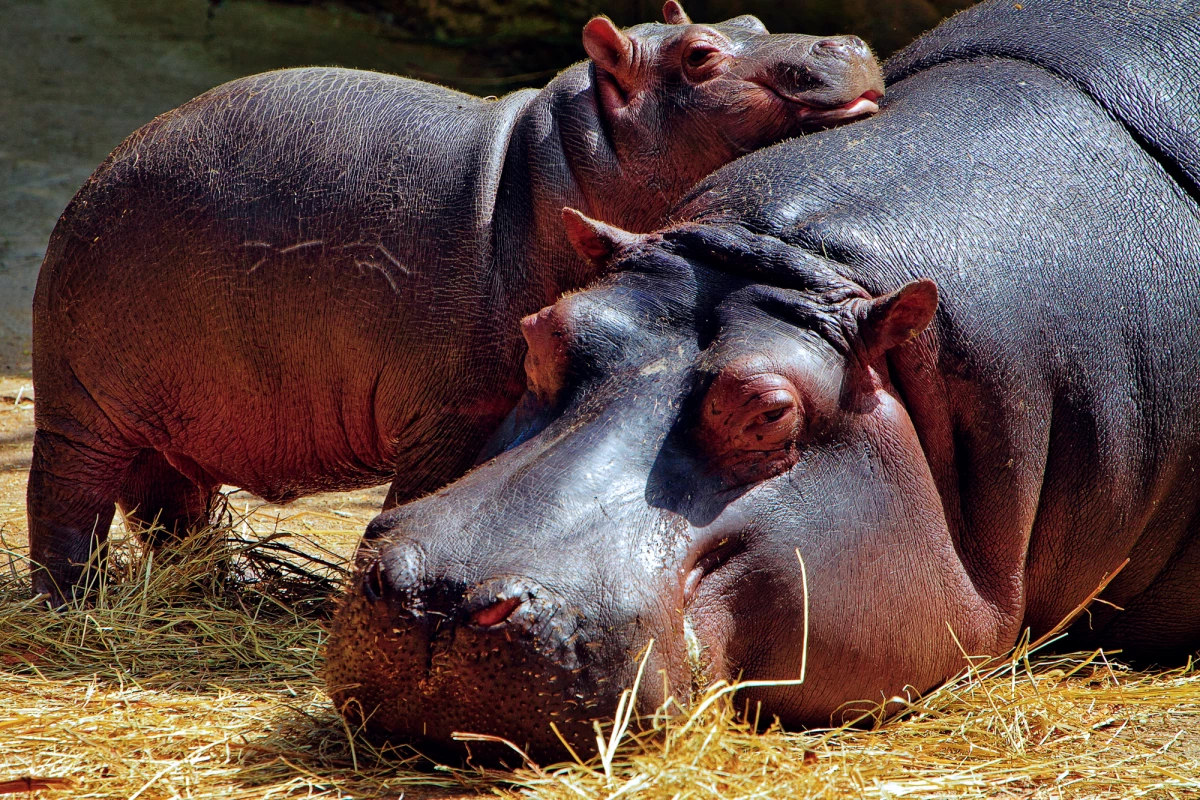 Pablo Escobar brought four hippos to Colombia. This population has now grown to between 80 and 100