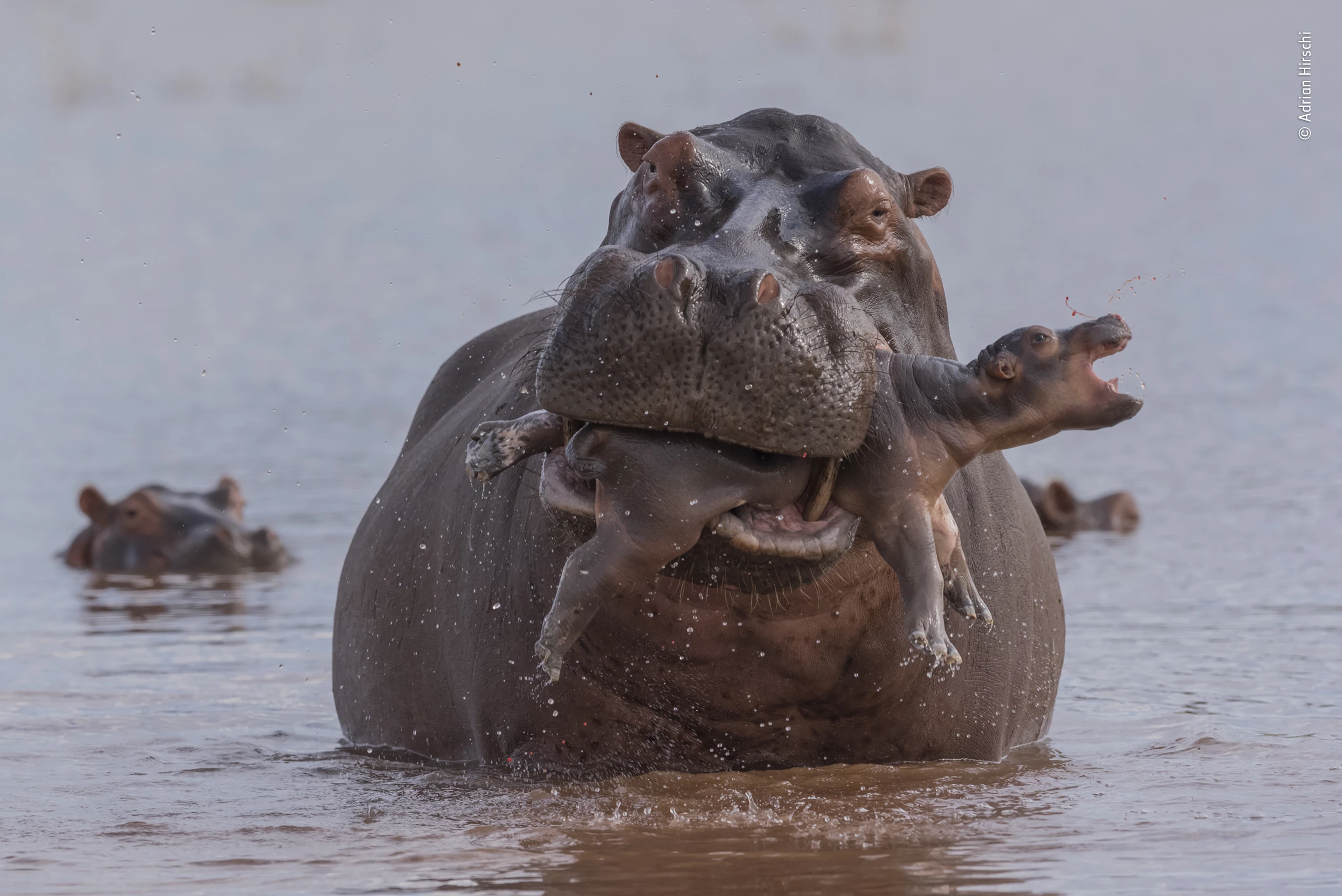 "Last gasp" by Adrian Hirschi, Switzerland. Highly Commended 2019, Behaviour: Mammals. A newborn hippo, just days old, was keeping close to its mother in the shallows of Lake Kariba, Zimbabwe, when a large bull suddenly made a beeline for them. He chased the mother, then seized the calf in his huge gape, clearly intent on killing it. After trying to drown it, he tried to crush it to death. All the while, the distraught mother looked on. Adrian’s fast reaction and fast exposure captured the shocking drama. Infanticide among hippos is rare but may result from the stress caused through overcrowding when their day-resting pools dry out. A male may also increase his reproductive chances by killing young that are not his, triggering females to go into oestrus, ready to mate with him. Male hippos are also aggressively territorial, and brutal fights are not uncommon. If they feel threatened by an accidental encounter, hippos will also attack and kill humans.