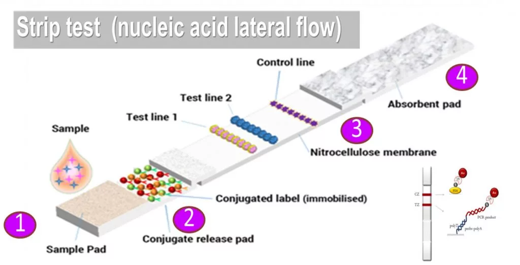 A diagram of the type of test strip used